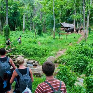 Full Day Excursion to Cuc Phuong National Park
