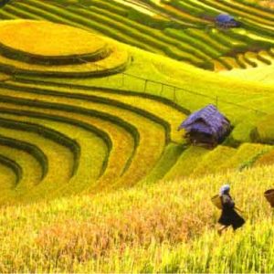 Minorities Rice Fields & Waterfall
