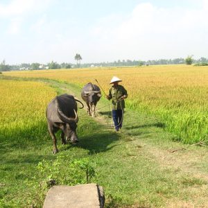 Hoi An Wet Rice Farmer Tour