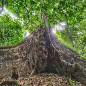 2 Days Cuc Phuong National Park in Muong Village