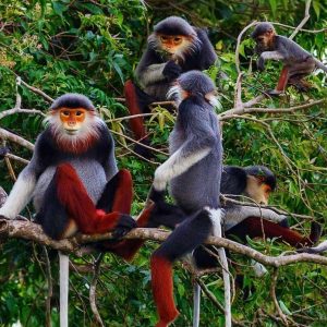 2 Days Cuc Phuong National Park in Muong Village